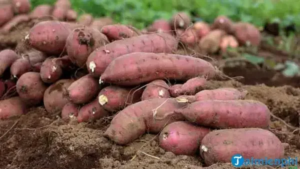 Giải Mã Giấc Mơ Ngủ Ăn Khoai Chiên Mang Ý Nghĩa Gì Và Điềm Báo Lành Hay Dữ?