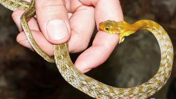 Giải Mã Giấc Mơ Ngủ Bị Rắn Cắn: Điềm Báo Tốt Hay Xấu Và Ý Nghĩa Tâm Lý