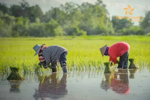 Hình Ảnh Minh Họa Giao Dịch Đất Đai Rộng Rãi Mang Lại Tài Vận Tốt. Hình Ảnh Minh Họa Giao Dịch Đất Đai Rộng Rãi Mang Lại Tài Vận Tốt.