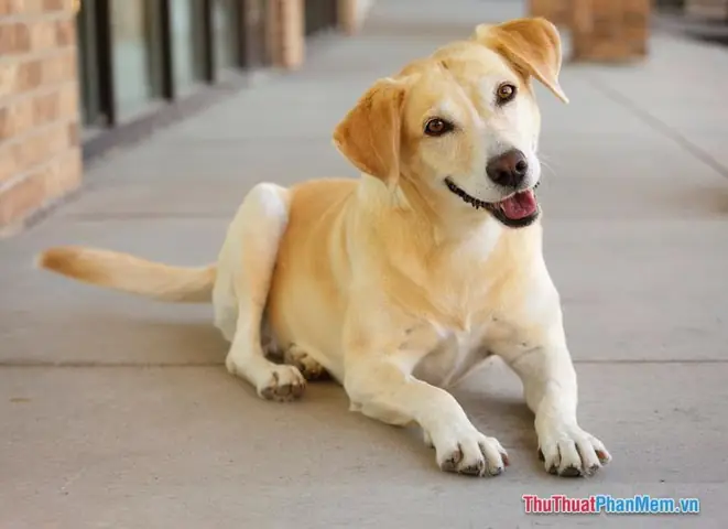 Nằm Mơ Thấy Chó Sủa, Chó Vẫy Đuôi Mừng Rỡ Hoặc Cho Chó Ăn Báo Hiệu Điều Gì? Nằm Mơ Thấy Chó Sủa, Chó Vẫy Đuôi Mừng Rỡ Hoặc Cho Chó Ăn Báo Hiệu Điều Gì?