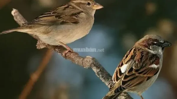 Giải Mã Giấc Mơ Thấy 1 Ổ Chim Non Mang Lại Điềm Báo Gì Và Con Số May Mắn Nào?