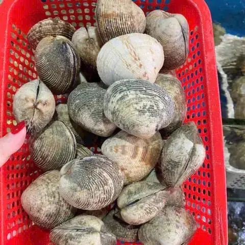 Minh Họa Ý Nghĩa Tích Cực Và Điềm Báo Tài Lộc Của Sò Điệp