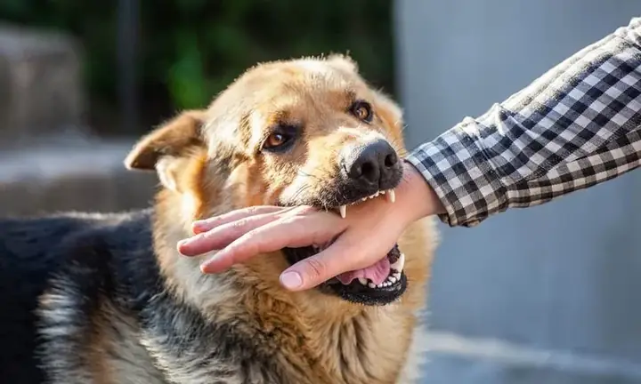 Giải Mã Giấc Mơ Bị Chó Cắn: Điềm Báo Lành Hay Dữ Và Con Số May Mắn