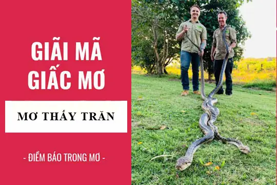 Giải Mã Điềm Báo Tốt Hay Xấu Theo Từng Trạng Thái Của Con Trăn