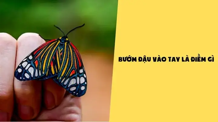 Nằm Mơ Thấy Bướm Là Điềm Báo Tốt Hay Xấu Trong Đời Thực? Nằm Mơ Thấy Bướm Là Điềm Báo Tốt Hay Xấu Trong Đời Thực?