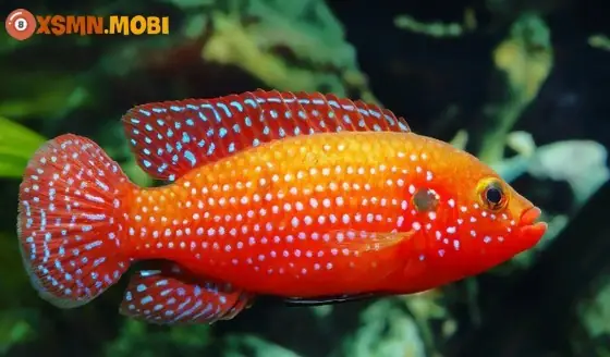 Nằm Mơ Thấy Cá Màu Đen Là Điềm Báo Tốt Hay Xấu?