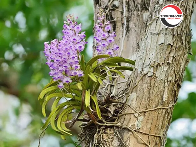 Nằm Mơ Thấy Chậu Hoa Hồng Nên Đánh Con Số May Mắn Nào? Nằm Mơ Thấy Chậu Hoa Hồng Nên Đánh Con Số May Mắn Nào?