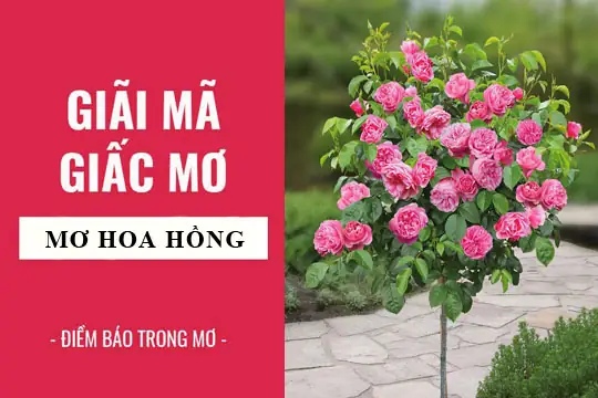 Điềm Báo Khi Mơ Thấy Chậu Hoa Hồng Nở Rộ Tỏa Hương Thơm Điềm Báo Khi Mơ Thấy Chậu Hoa Hồng Nở Rộ Tỏa Hương Thơm