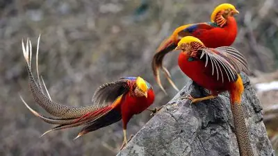 Nằm Mơ Thấy Chim Bay Mất Là Điềm Báo Gì Trong Tâm Linh Và Phong Thủy?