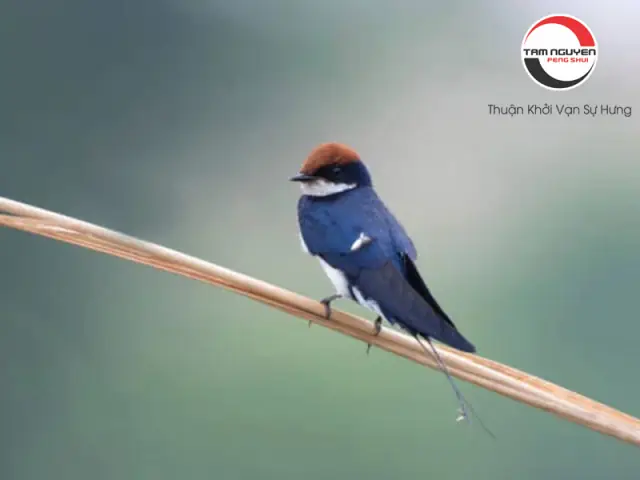 Giải Mã Giấc Mơ Thấy Chim Công Trắng: Ý Nghĩa, Điềm Báo Và Con Số May Mắn