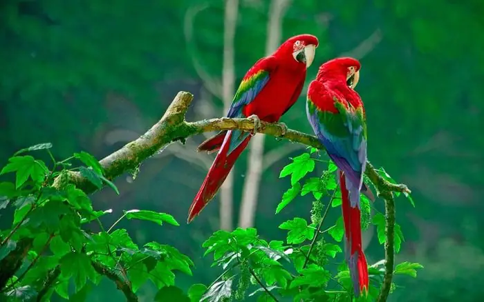 Mơ Thấy Đàn Chim Én Đang Bay Lượn Trên Bầu Trời Có Điềm Gì? Mơ Thấy Đàn Chim Én Đang Bay Lượn Trên Bầu Trời Có Điềm Gì?