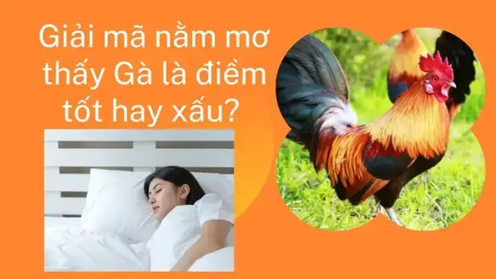 Ý Nghĩa Tâm Linh Khi Mơ Thấy Gà Trống Đạp Mái Hoặc Tìm Mồi Là Gì?
