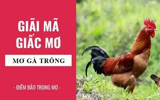 Giải Mã Giấc Mơ Thấy Gà Trống Mang Lại Điềm Báo Gì Và Con Số May Mắn Nào?