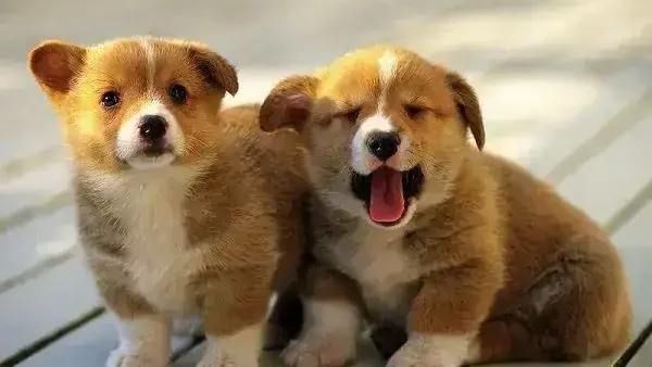 Giải Mã Giấc Mơ Thấy Chó Màu Đen: Điềm Báo, Ý Nghĩa Tâm Linh Và Con Số May Mắn