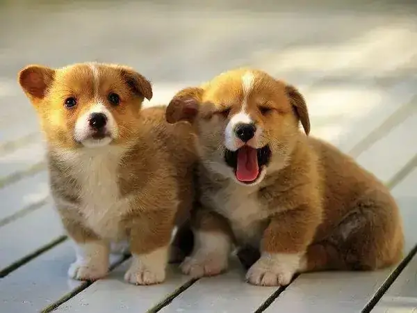 Giải Mã Giấc Mơ Thấy Chó Màu Đen: Điềm Báo, Ý Nghĩa Tâm Linh Và Con Số May Mắn