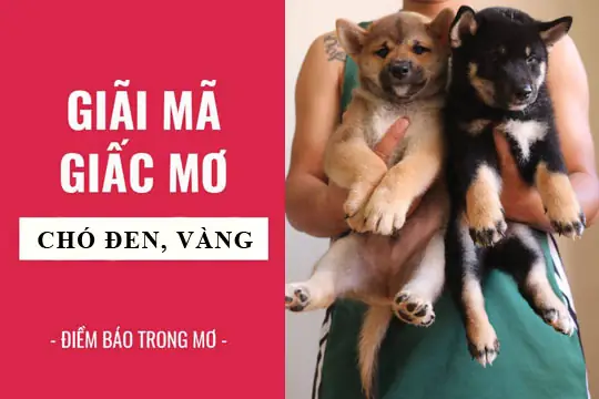 Nằm Mơ Thấy Chó Đen Gầm Gừ, Hung Dữ Hoặc Tấn Công Mang Điềm Báo Gì?