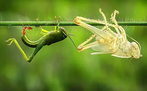Hình Ảnh Minh Họa Giấc Mơ Thấy Côn Trùng Cắn