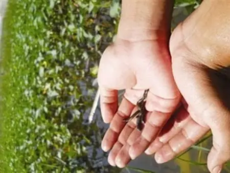 Mơ Thấy Nhiều Con Đỉa Bám Kín Chân Có Ý Nghĩa Gì? Mơ Thấy Nhiều Con Đỉa Bám Kín Chân Có Ý Nghĩa Gì?