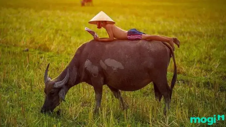 Các Cặp Số May Mắn Chung Khi Mơ Thấy Đàn Traug Các Cặp Số May Mắn Chung Khi Mơ Thấy Đàn Traug