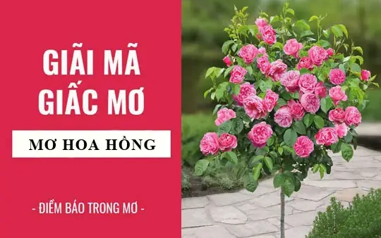 Giải Mã Giấc Mơ Thấy Hoa Hồng Nở: Ý Nghĩa, Điềm Báo Và Con Số May Mắn