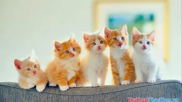 Giải Mã Giấc Mơ Thấy Mèo Rượt Đuổi Mang Điềm Gì Và Đánh Con Số Mấy May Mắn?