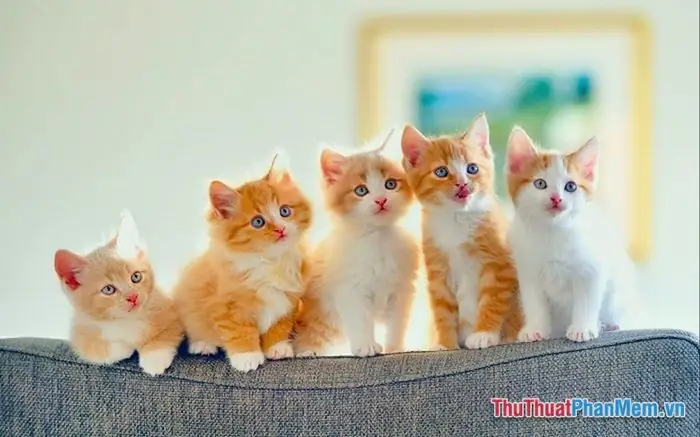 Giải Mã Giấc Mơ Thấy Mèo Rượt Đuổi Mang Điềm Gì Và Đánh Con Số Mấy May Mắn?