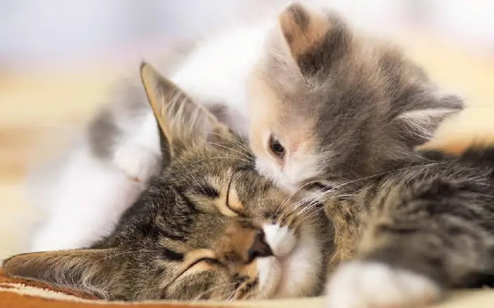 Đàn Mèo Nhiều Màu Sắc Tụ Tập Trong Không Gian Ấm Cúng