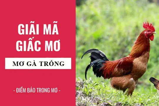 Điềm Báo Phong Thủy Và Vận Mệnh Từ Giấc Mơ Ngủ Trong Chuồng Gà Là Gì? Điềm Báo Phong Thủy Và Vận Mệnh Từ Giấc Mơ Ngủ Trong Chuồng Gà Là Gì?