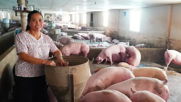 Giải Mã Giấc Mơ Thấy Ngu Trong Chuồng Lợn: Điềm Báo Và Con Số May Mắn
