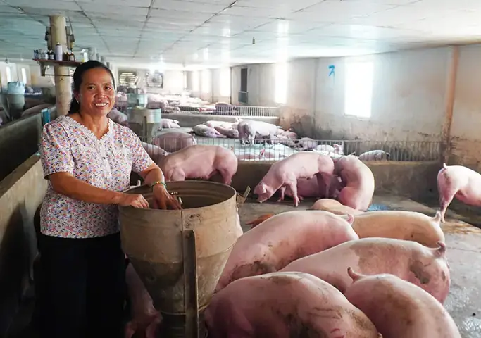 Nằm Mơ Thấy Chuồng Lợn Đánh Con Gì, Số Mấy Dễ Trúng? Nằm Mơ Thấy Chuồng Lợn Đánh Con Gì, Số Mấy Dễ Trúng?