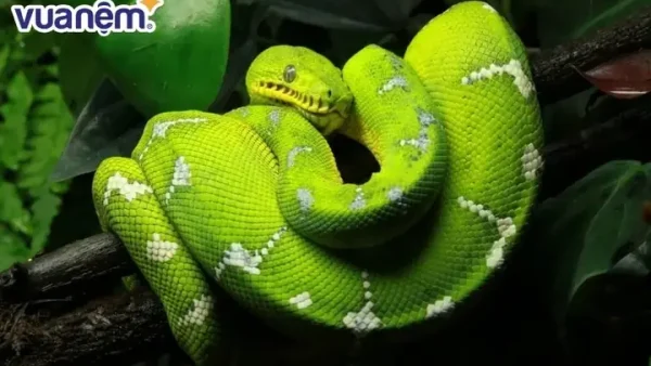 Giải Mã Giấc Mơ Thấy Rắn Bò Qua Người: Điềm Báo Tốt Hay Xấu Và Ý Nghĩa Tâm Lý