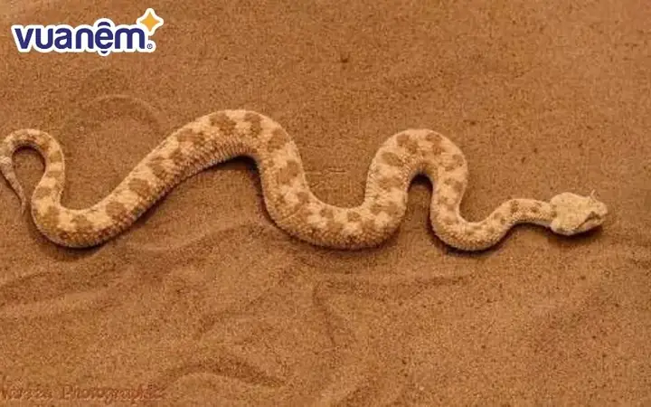 Mong Muốn Thay Đổi Vị Trí Hoặc Vai Trò Sống Thể Hiện Qua Hình Ảnh Rắn Quấn Quanh Người Ra Mong Muốn Thay Đổi Vị Trí Hoặc Vai Trò Sống Thể Hiện Qua Hình Ảnh Rắn Quấn Quanh Người Ra