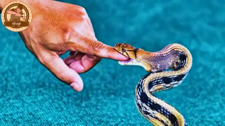 Giải Mã Chi Tiết Điềm Báo Rắn Cắn Vào Tay Giải Mã Chi Tiết Điềm Báo Rắn Cắn Vào Tay