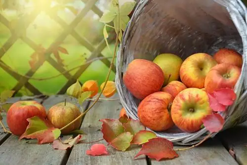 Ý Nghĩa Phong Thủy Khi Mơ Thấy Trái Cây Rụng Xuống Đất Nói Chung? Ý Nghĩa Phong Thủy Khi Mơ Thấy Trái Cây Rụng Xuống Đất Nói Chung?