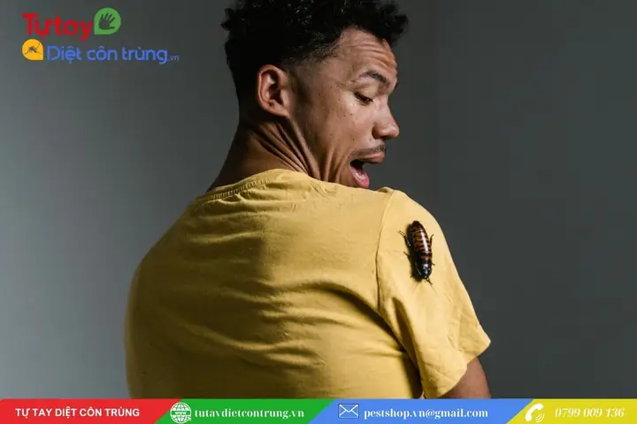 Côn Trùng Xuất Hiện Đột Ngột Mang Theo Nhiều Phiền Toái Bất Ngờ Côn Trùng Xuất Hiện Đột Ngột Mang Theo Nhiều Phiền Toái Bất Ngờ