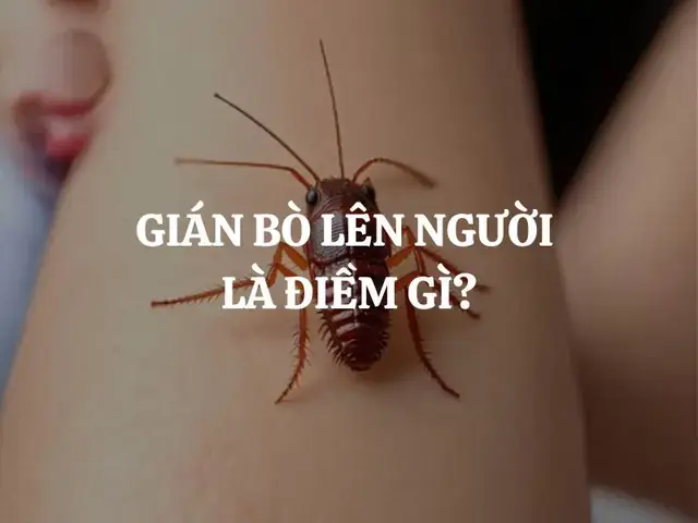 Biện Pháp Phòng Tránh Gián Xâm Nhập Vào Khu Vực Sinh Hoạt Biện Pháp Phòng Tránh Gián Xâm Nhập Vào Khu Vực Sinh Hoạt