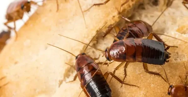 Giải Mã Gián Đẻ Lên Quần Áo Là Điềm Báo Gì Theo Quan Niệm Tâm Linh Và Thực Tế