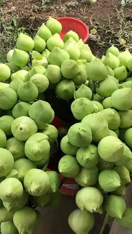 Kinh Nghiệm Lấy Sỉ Hoa Cúng Ngày Rằm Ở Đà Nẵng: Nguồn Hàng, Giá Tốt Và Bí Quyết Lựa Chọn Mới Nhất 2026 Kinh Nghiệm Lấy Sỉ Hoa Cúng Ngày Rằm Ở Đà Nẵng: Nguồn Hàng, Giá Tốt Và Bí Quyết Lựa Chọn Mới Nhất 2026