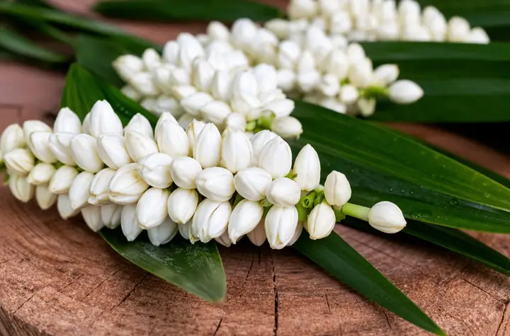Hoa Lài Cúng Phật Được Không? Giải Mã Ý Nghĩa Tâm Linh Và Lưu Ý Quan Trọng Khi Dâng Hoa Hoa Lài Cúng Phật Được Không? Giải Mã Ý Nghĩa Tâm Linh Và Lưu Ý Quan Trọng Khi Dâng Hoa