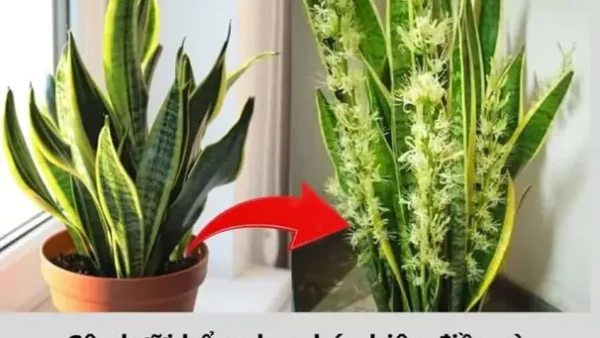 Hoa Lưỡi Hổ Nở Là Điềm Gì? Giải Mã Ý Nghĩa Phong Thủy Và Tín Hiệu Từ Thiên Nhiên