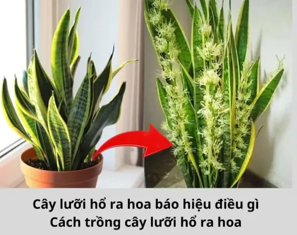 Chăm Sóc Cây Lưỡi Hổ Và Tận Hưởng Hoa Nở Mang Lại Nhiều Giá Trị Tinh Thần Chăm Sóc Cây Lưỡi Hổ Và Tận Hưởng Hoa Nở Mang Lại Nhiều Giá Trị Tinh Thần