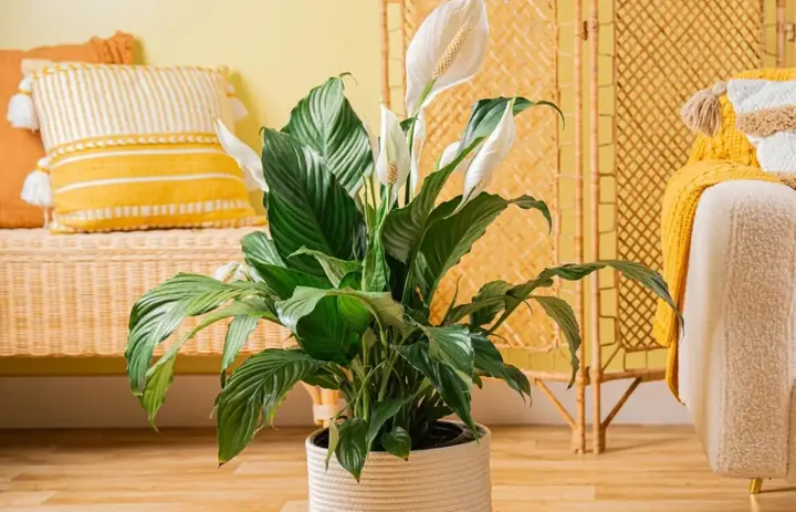 Cây Lưỡi Hổ Khỏe Mạnh Giúp Gia Chủ Tiếp Tục Đón Mùa Hoa Mới Cây Lưỡi Hổ Khỏe Mạnh Giúp Gia Chủ Tiếp Tục Đón Mùa Hoa Mới