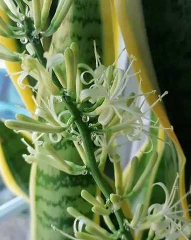 Có Nên Cắt Bỏ Hoa Lưỡi Hổ Sau Khi Nở Không? Có Nên Cắt Bỏ Hoa Lưỡi Hổ Sau Khi Nở Không?