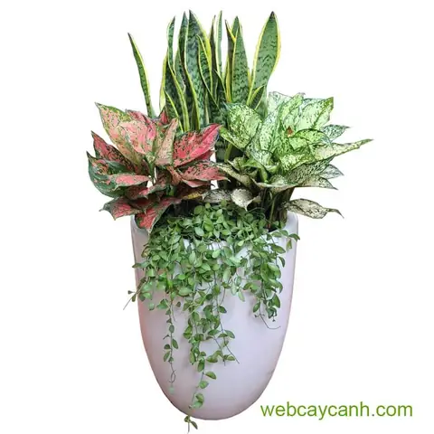 Tại Sao Cây Lưỡi Hổ Lại Nở Hoa Và Hiện Tượng Này Hiếm Gặp Ra Sao? Tại Sao Cây Lưỡi Hổ Lại Nở Hoa Và Hiện Tượng Này Hiếm Gặp Ra Sao?