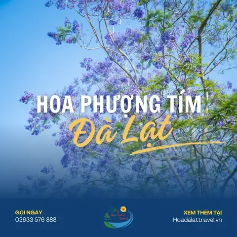 Hoa Phượng Để Cúng Có Ăn Được Không? Sự Thật Thú Vị Về Loài Hoa Quê Dân Dã