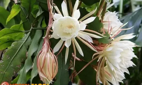 Giải Mã Hoa Rơi Vào Người Là Điềm Gì: Ý Nghĩa Tâm Linh, Giấc Mơ Và Con Số May Mắn