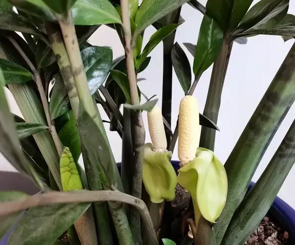 Mơ Thấy Hoa Rơi Vào Người Là Điềm Báo Gì Trong Tương Lai?