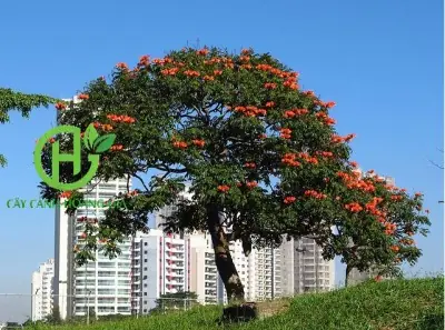 Hoa Thức Điệp Cúng Là Gì? Đặc Điểm, Ý Nghĩa Và Cách Trồng Hoa Điệp Đạt Chuẩn