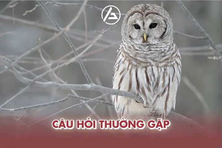 Tại Sao Một Số Nền Văn Hóa Lại Coi Cú Mèo Là Biểu Tượng Của Sự May Mắn Và Trí Tuệ?