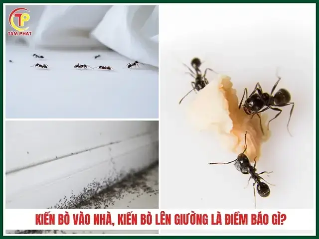 Nguyên Nhân Khoa Học Khiến Kiến Xuất Hiện Trong Phòng Ngủ
